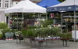Galeria aktualności V edycja Festiwalu kwiat&oacute;w - przygotowania i oficjalne otwarcie.  48