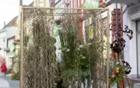 Galeria aktualności V edycja Festiwalu kwiat&oacute;w - przygotowania i oficjalne otwarcie.  59
