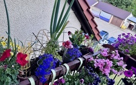 Galeria aktualności Czarnk&oacute;w miastem kwiat&oacute;w i zieleni  5