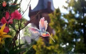 DSC02291_wm