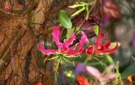 DSC02260_wm