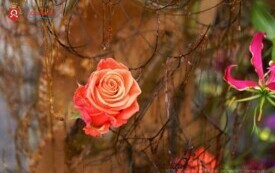 DSC02259_wm