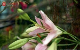 DSC02256_wm