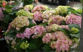 DSC02209_wm