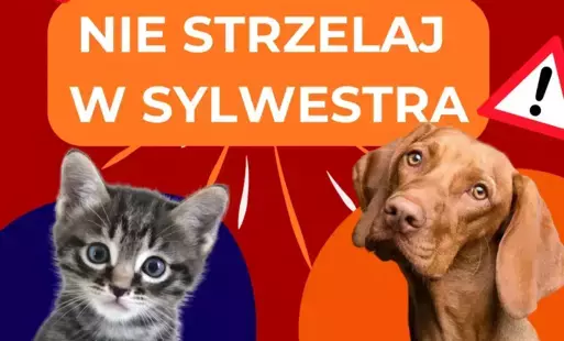 Zdjęcie do Nie strzelaj w sylwestra 