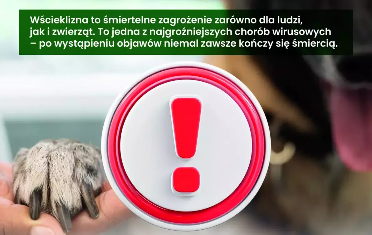 Zdjęcie do Wścieklizna - śmiertelne zagrożenie dla ludzi i zwierząt.
