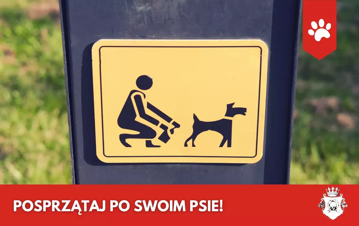 Zdjęcie do Obowiązek czy zdrowy rozsądek &ndash; dlaczego warto sprzątać po swoim psie?