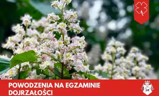 ikona kwitnącego kasztanowca z napisem powodzenia na egzaminie dojrzałosci