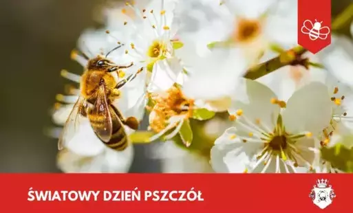 Zdjęcie do Światowy Dzień Pszcz&oacute;ł