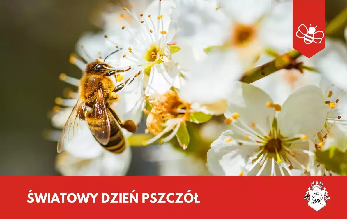 Zdjęcie do Światowy Dzień Pszcz&oacute;ł