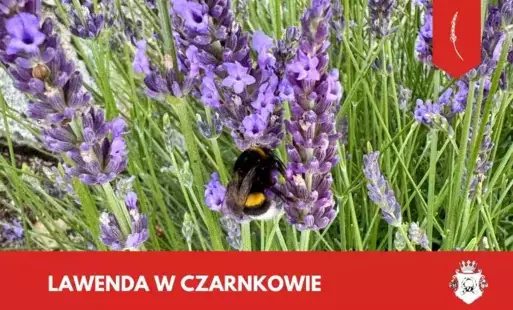 Zdjęcie do Lawenda w Czarnkowie &ndash; zatrzymaj się i poczuj lato!