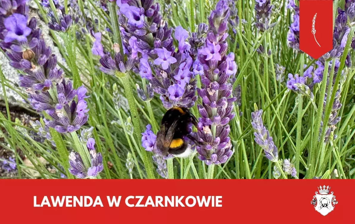 Zdjęcie do Lawenda w Czarnkowie &ndash; zatrzymaj się i poczuj lato!