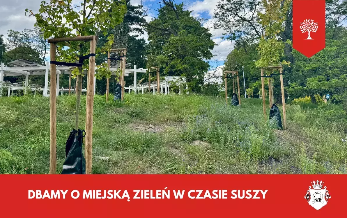 Zdjęcie do Dbamy o miejską zieleń w czasie suszy
