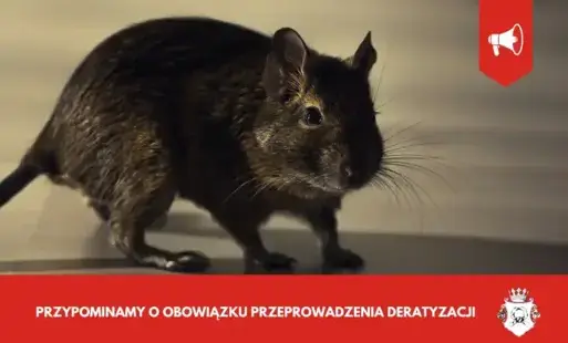 Zdjęcie do Przypominamy o obowiązku przeprowadzenia deratyzacji