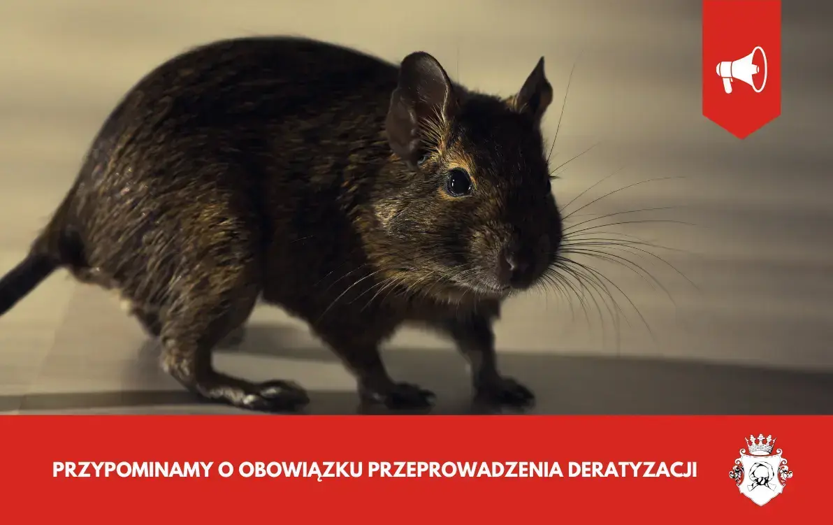 Zdjęcie do Przypominamy o obowiązku przeprowadzenia deratyzacji
