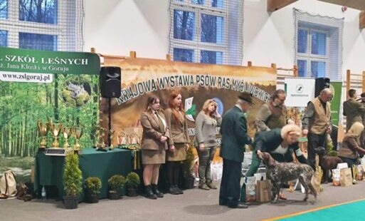 Zdjęcie do Krajowa Wystawa Ps&oacute;w Ras Myśliwskich Goraj-Zamek 2025