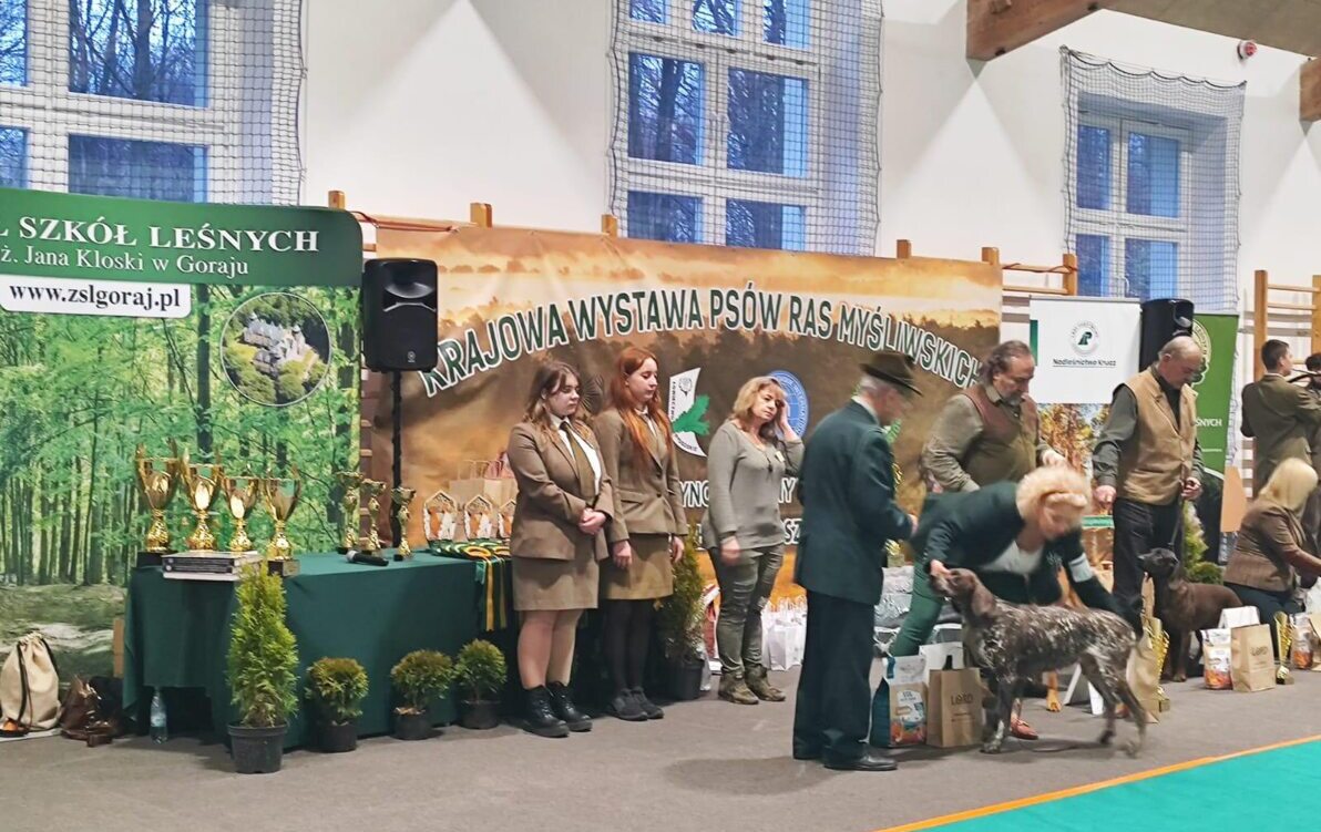 Zdjęcie do Krajowa Wystawa Ps&oacute;w Ras Myśliwskich Goraj-Zamek 2025