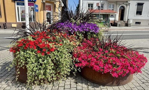 Zdjęcie do Nowe nasadzenia, więcej roślin miododajnych i naturalne łąki kwietne &ndash; Czarnk&oacute;w konsekwentnie rozwija miejską zieleń, dbając o estetykę i środowisko naturalne