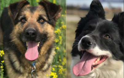 Zdjęcie do PSY PRZEZNACZONE DO ADOPCJI, WYŁAPANE Z TERENU MIASTA CZARNK&Oacute;W