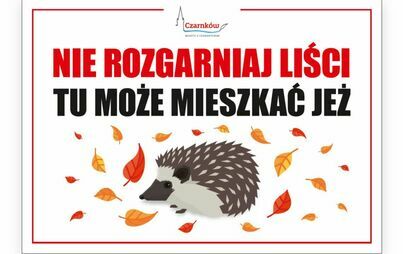 Zdjęcie do NIE ROZGARNIAJ LIŚCI, TU MOŻE MIESZKAĆ JEŻ