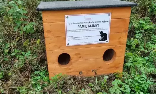 Zdjęcie do Opieka nad kotami 