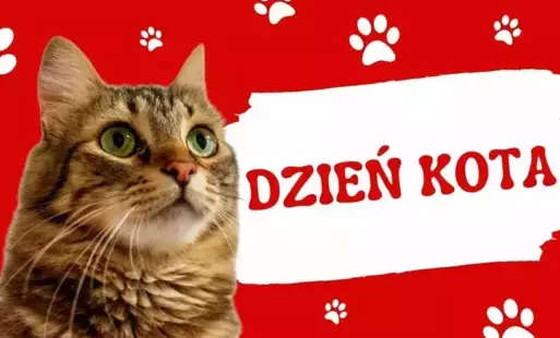 Zdjęcie do Międzynarodowy Dzień Kota