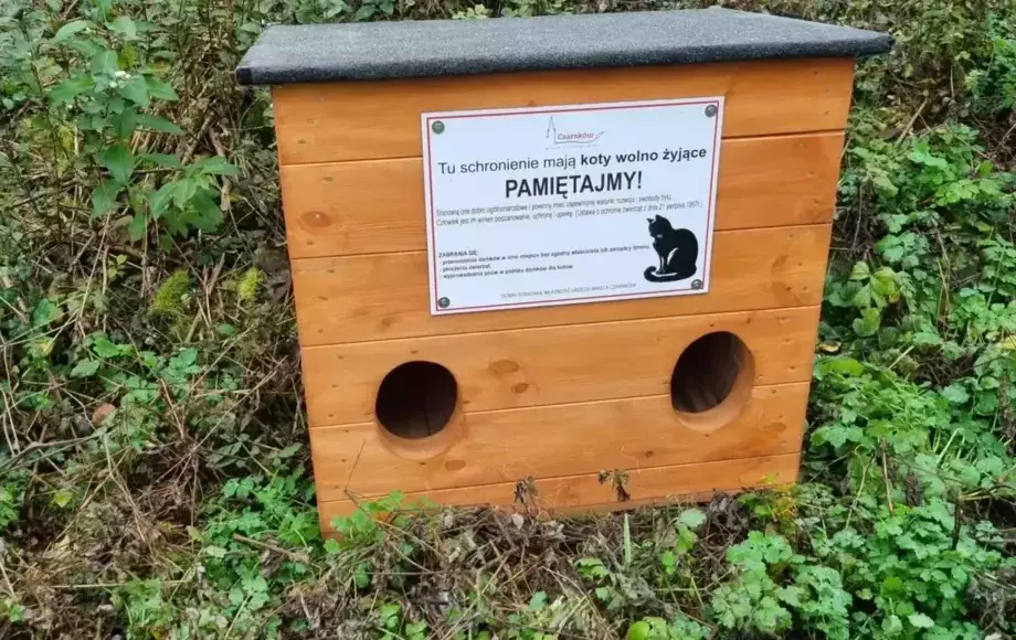 Opieka nad kotami